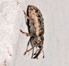Dorytomus suratus