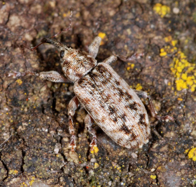 Dorytomus suratus