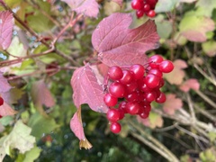 Viburnum