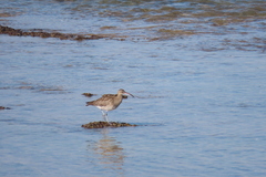 Numenius phaeopus