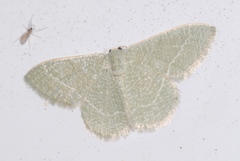 Phaiogramma etruscaria