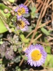 Erigeron quercifolius