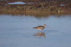 Numenius phaeopus