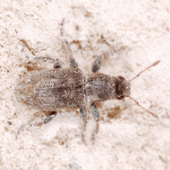Sitona lateralis