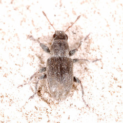 Sitona lateralis