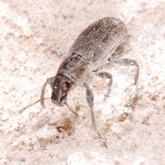 Sitona lateralis