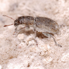 Sitona lateralis