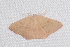 Cyclophora puppillaria
