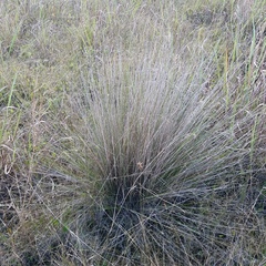 Muhlenbergia
