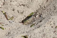Stictia signata