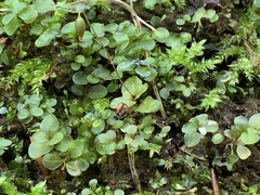 Rhizomnium punctatum