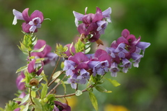 Prostanthera magnifica
