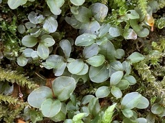 Rhizomnium punctatum
