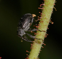Anthonomus rubi