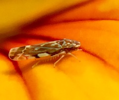 Erasmoneura variabilis