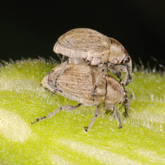 Sibinia pellucens