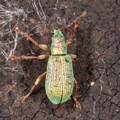 Polydrusus pterygomalis