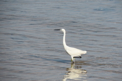 Egretta garzetta