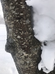 Alnus hirsuta