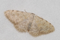Scopula submutata