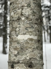 Betula platyphylla