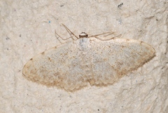 Scopula submutata