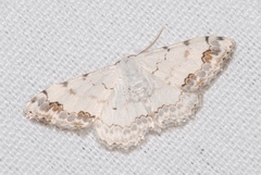 Scopula decorata