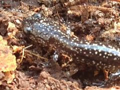 Plethodon mississippi