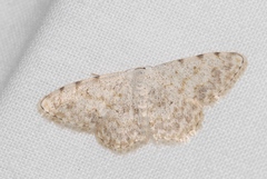 Scopula submutata