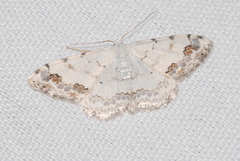 Scopula decorata