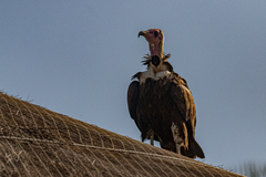 Necrosyrtes monachus