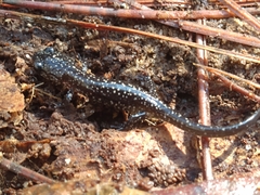 Plethodon mississippi