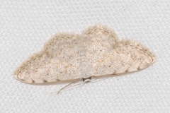 Scopula submutata