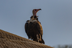 Necrosyrtes monachus