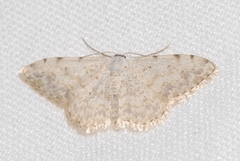 Scopula submutata