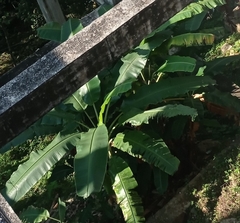 Musa