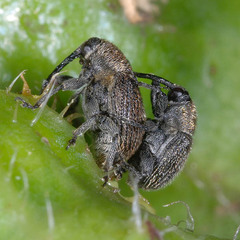 Cleopomiarus graminis