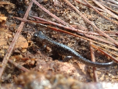 Plethodon mississippi