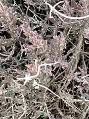 Atriplex confertifolia