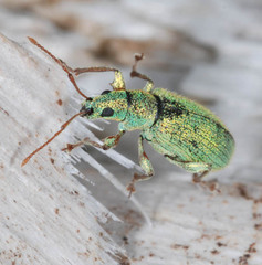 Phyllobius argentatus