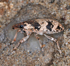 Bothynoderes affinis