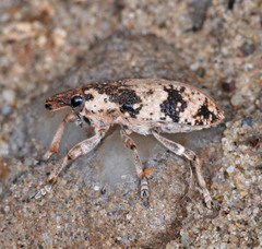Bothynoderes affinis