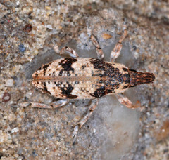 Bothynoderes affinis