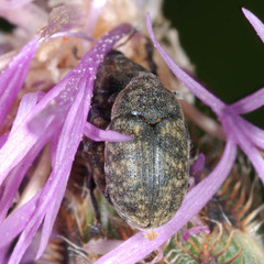 Larinus obtusus