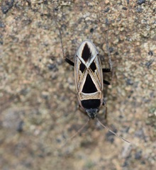 Xanthochilus saturnius