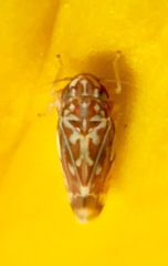 Erasmoneura variabilis