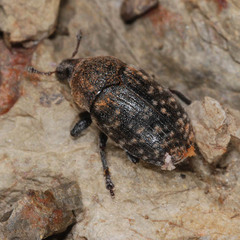 Larinus obtusus