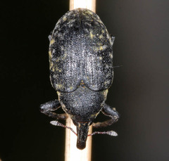 Larinus turbinatus