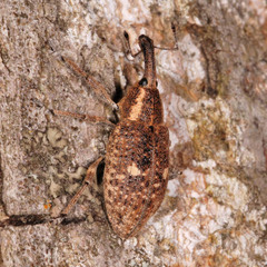 Lepyrus palustris