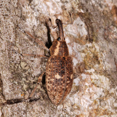 Lepyrus palustris
